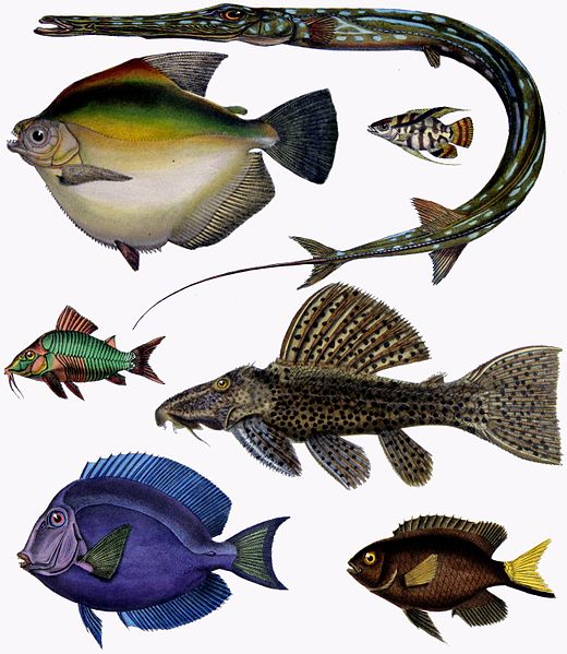 Selection of paintings of teleost fish by Francis de Laporte de Casteinua, Author, Chiswick Chap