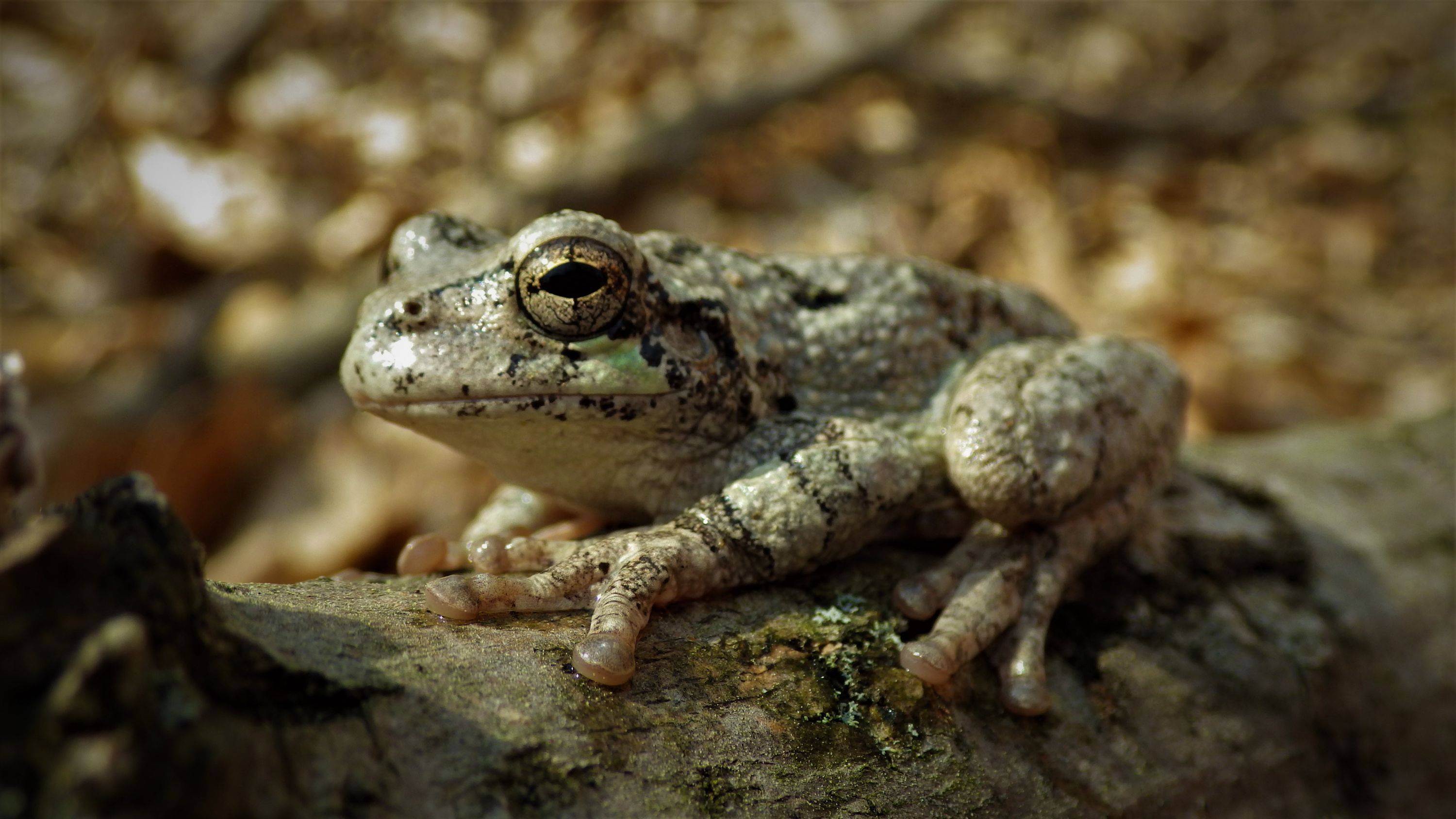Eastern Tree Frog, credit US Geological Survey