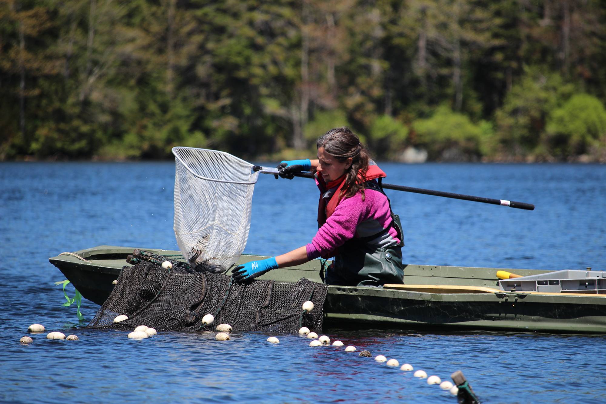 Mariah Meek collecting brook trout