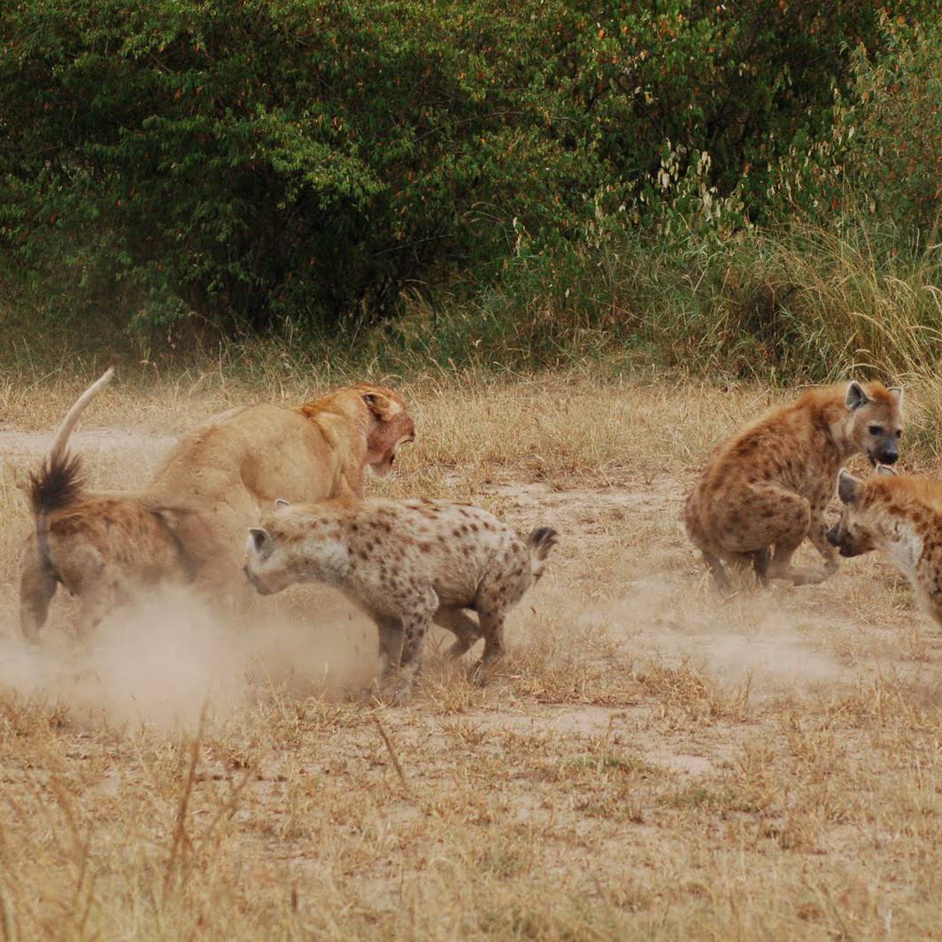 Hyenas face off against lions. Credit: Brittany Gunther 