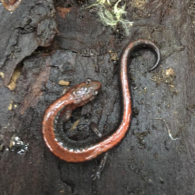 Salamander