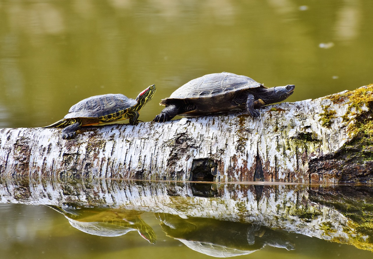 Two turtles on a log, courtesy of Ralphs_Fotos, Pixabay