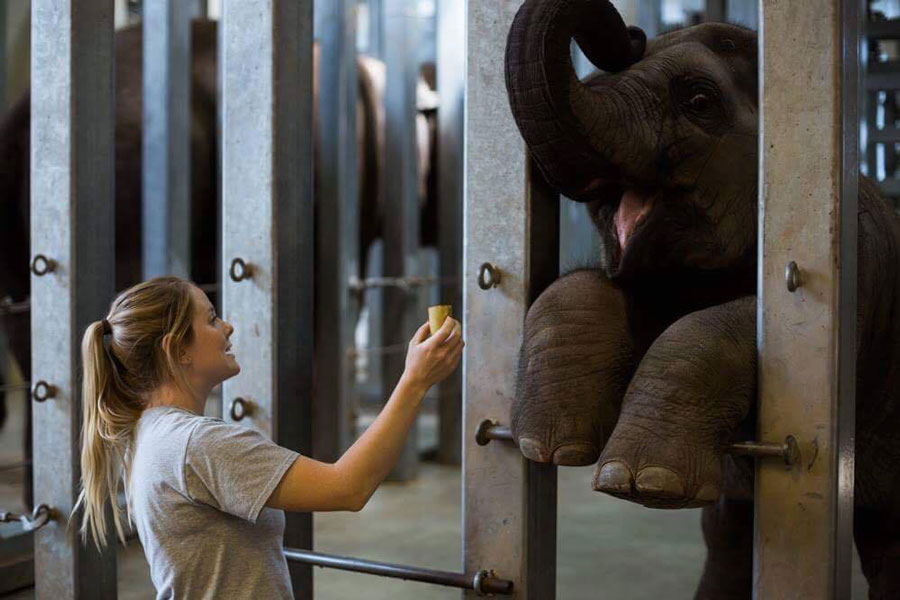 Rachel Emory feeding a captive elephant