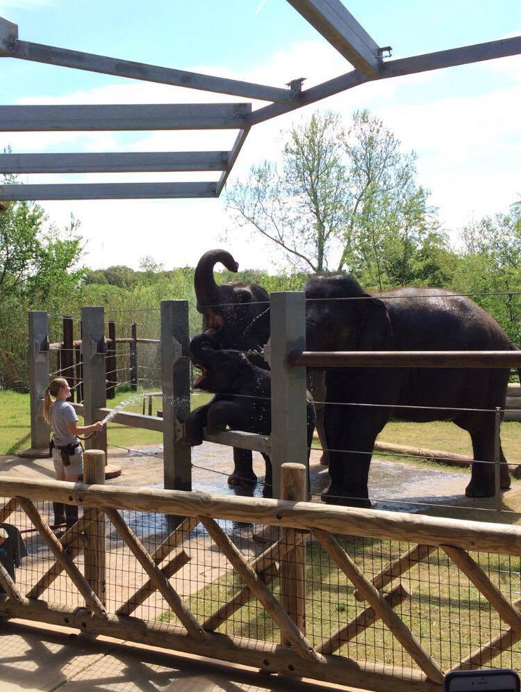 Rachel giving several elephants a bath.