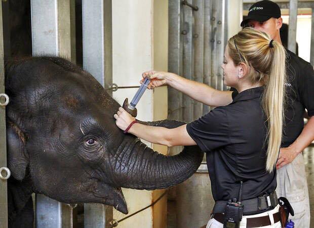 Rachel Emory doing a blood draw from an elephant's trunk