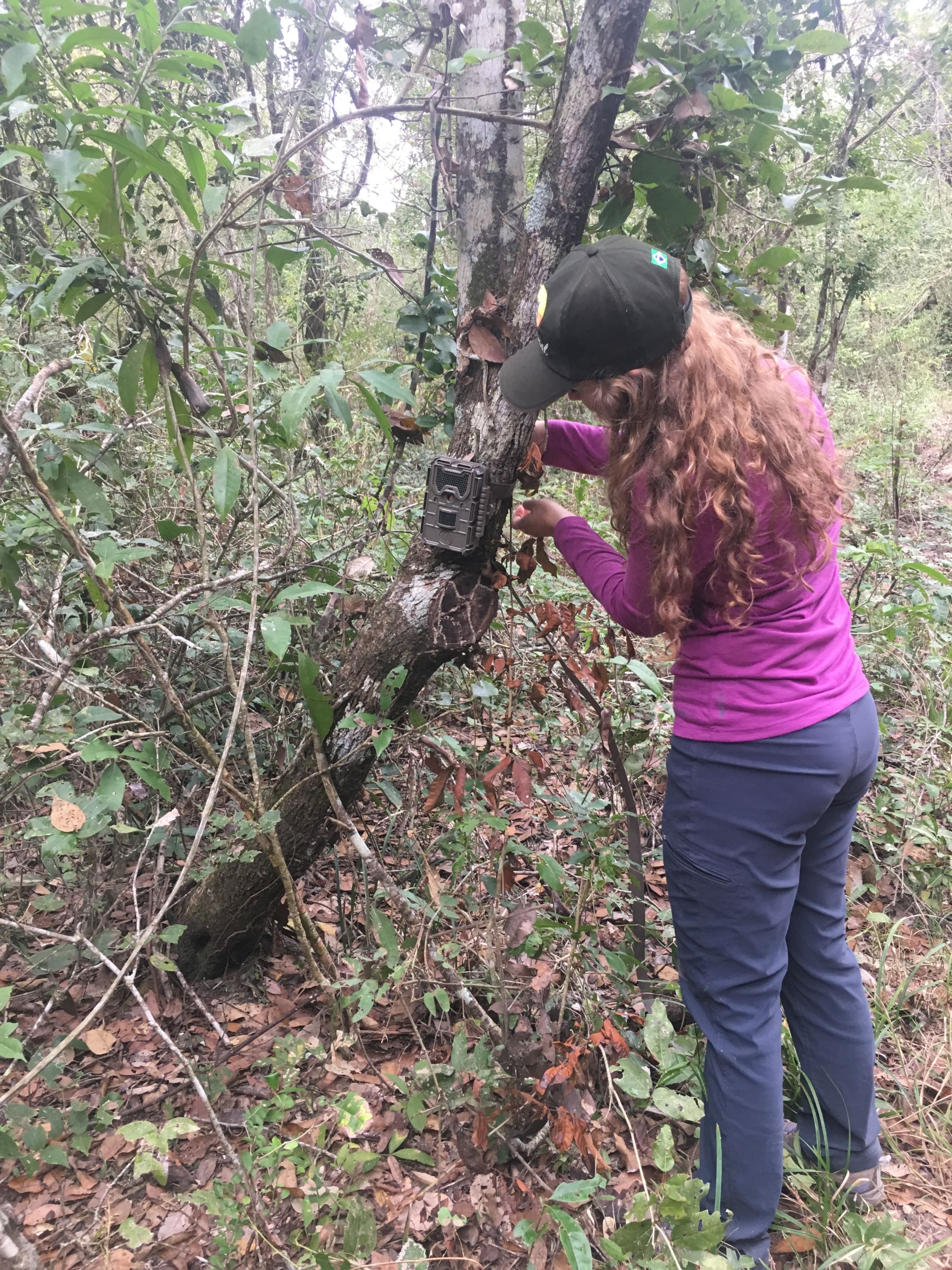 Lauren checking a camera trap.