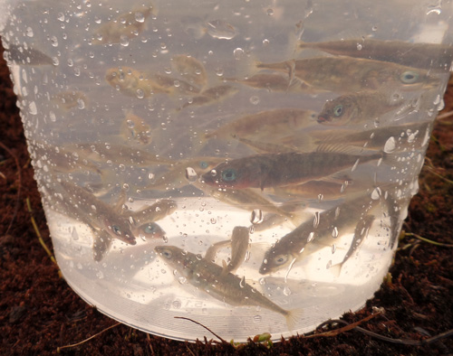 These threespine stickleback were captured in a spring fed lake. Copyright: Jenny Boughman