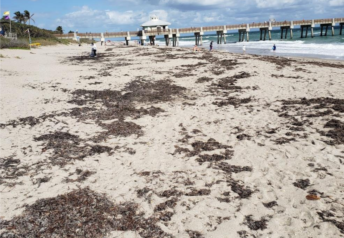 The Jupiter Beachfront. This area is routinely cleaned by volunteers. Photo credit: Joshua Simmonds