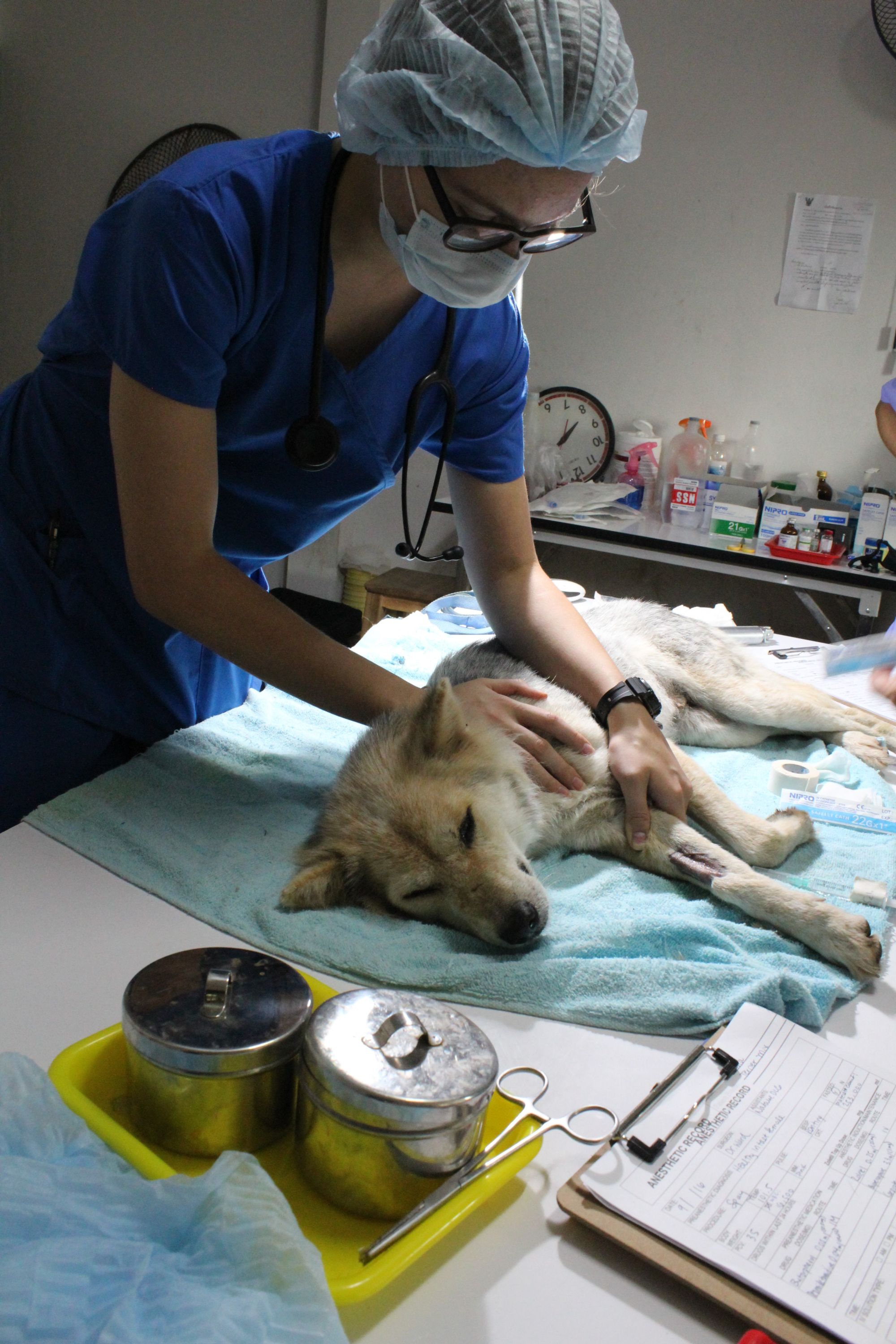 Antonia Langfeldt with a dog patient