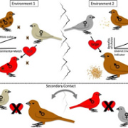 Boughman paper in "Ecology Letters" introduces new theoretical model on mate selection
