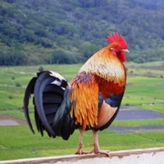 When Chickens Go Wild