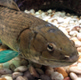 Post-Doc Andrew Thompson First Author on Report Detailing Bowfin Fish Genome