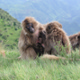 Tinsley Johnson First Author of a New Study Published in "Proceedings of The Royal Society B" on Gelada Monkey Behavior