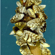 Zebra Mussels Contribute to Increase in Toxic Algae
