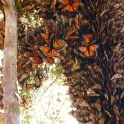 Looking Beyond the Breeding Groups