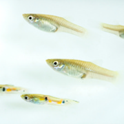 Evans and Fitzpatrick Publish Research on Trinidadian Guppy Gut Microbiome in "Proceedings of the Royal Society B."