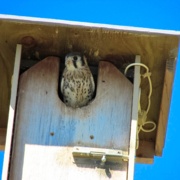 Kestrels Thrive in Cherry Orchards, and Return Favor