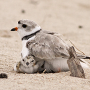 Elise Zipkin and Former IBIO post-doc Sarah Saunders Receive Award from Ecological Society of America for Statistical Modeling of Piping Plovers