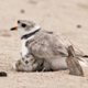 Elise Zipkin and Former IBIO post-doc Sarah Saunders Receive Award from Ecological Society of America for Statistical Modeling of Piping Plovers