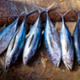 Mariah Meek and collaborators obtain grant to develop fish species ID tool