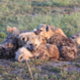 Collaborative Work Leads to Publication on Hyena Behavior