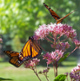 Climate Change contributing to Eastern Monarch decline