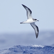 Seabird Bones, Fossils Reveal Broad Food-Web Shift in North Pacific